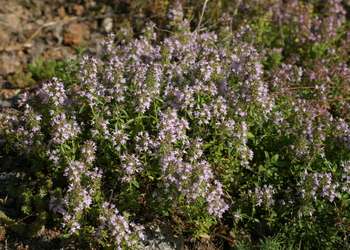 Feld-Quendel (Thymus pulegoides) - © Emanuel Trummer